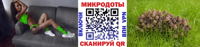 Псилоцибиновые грибы Cubensis Почеп